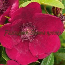 Rosa - сорт Rosa rugosa RUBRA (Роза), Rosaceae